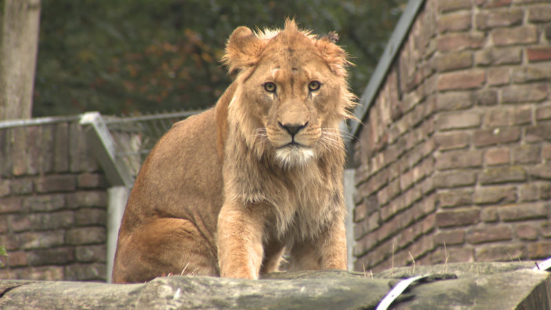 Zwei Löwen-Damen ziehen in den Gelsenkirchener Zoo (Foto: SAT.1 NRW)