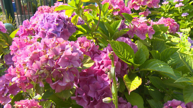 Ganzes Blumenfeld geklaut (Foto: SAT.1 NRW)