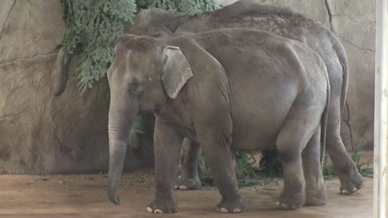 Vier schwangere Dickhäuter (Foto: SAT.1 NRW)