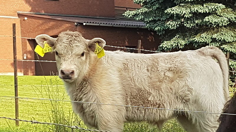 Suche nach Baby-Bullen (Foto: Privat)