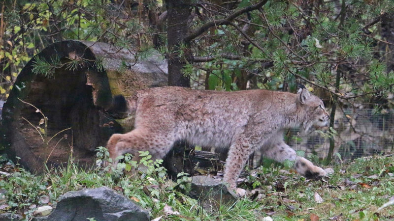 Entlaufener Luchs ist zurück (Foto: Zoom Erlebniswelt)