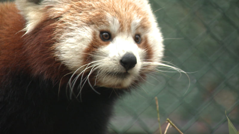 Kleine Pandas im Babyglück (Foto: SAT.1 NRW)