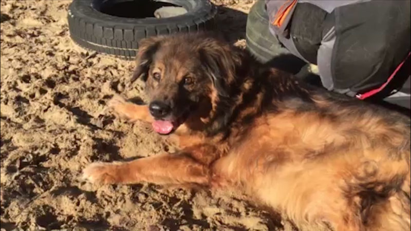 Hund Mitch schon sein halbes Leben im Tierheim (Foto: SAT.1 NRW)