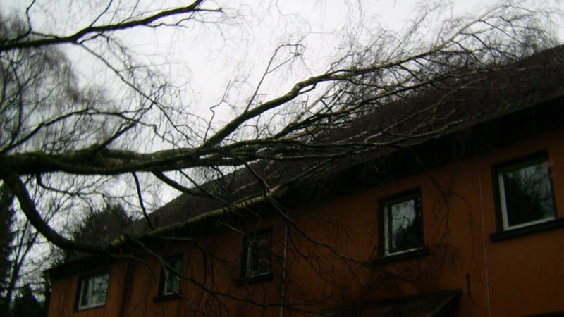 Baum kracht auf Mehrfamilienhaus (Foto: SAT.1 NRW)