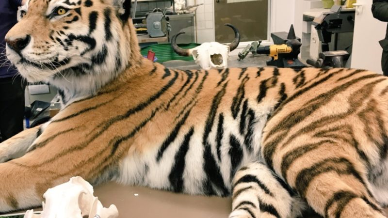 Ausgestopfter Tiger im Museum (Foto: SAT.1 NRW)