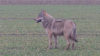Neuer Wolf in NRW? (Foto: SAT.1 NRW)