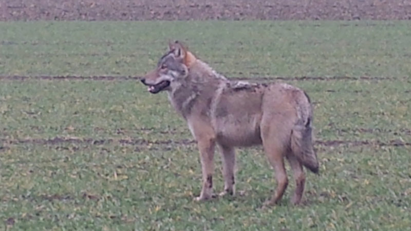 Neuer Wolf in NRW? (Foto: SAT.1 NRW)