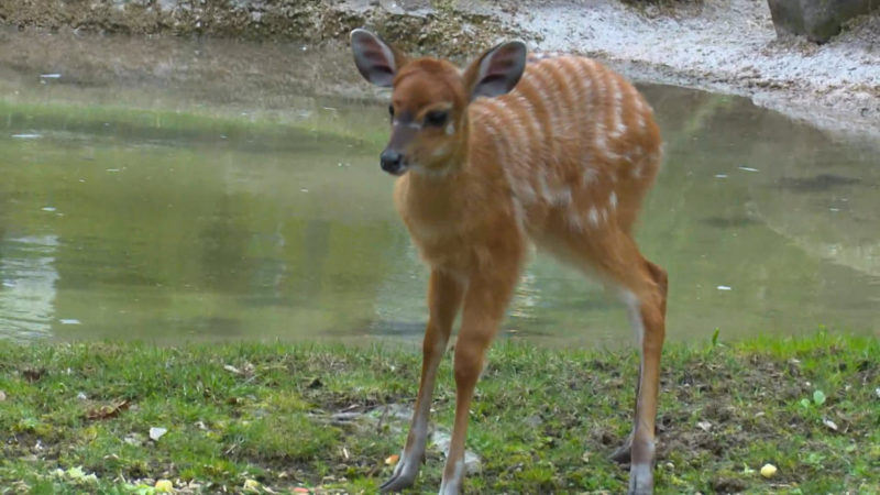 Neues Antilopenbaby im Kölner Zoo (Foto: SAT.1 NRW)