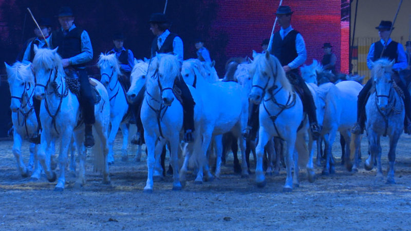 Pferdeshow Equitana in Essen (Foto: SAT.1 NRW)