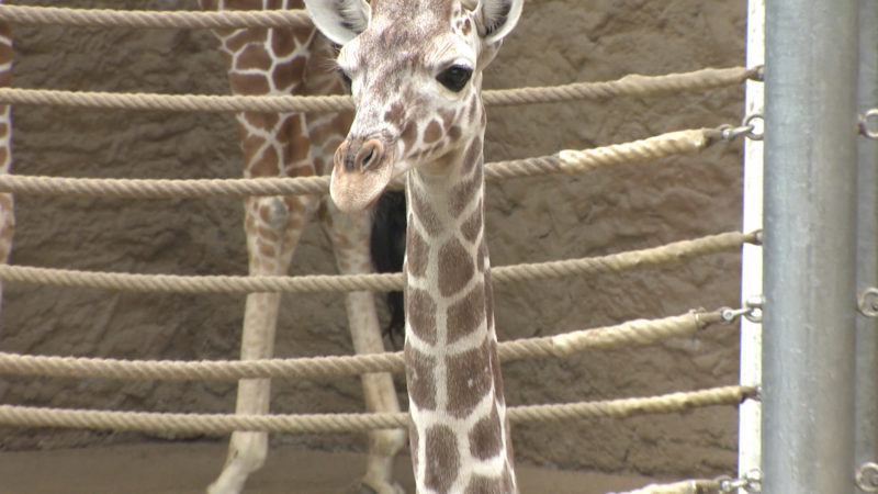 Giraffentaufe im Zoo Duisburg (Foto: SAT.1 NRW)