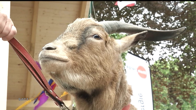 Partnerin für Hennes gefunden (Foto: SAT.1 NRW)
