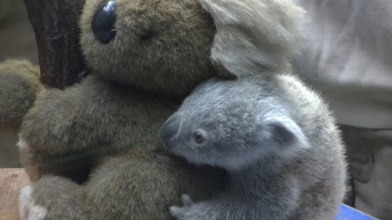 Koala-Jungtier vorgestellt (Foto: SAT.1 NRW)