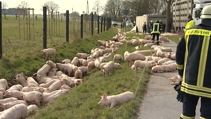Schweineunfall in Kalkar (Foto: SAT.1 NRW)