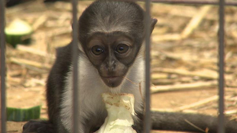 Seltenes Affenbaby im Zoo Duisburg (Foto: SAT.1 NRW)