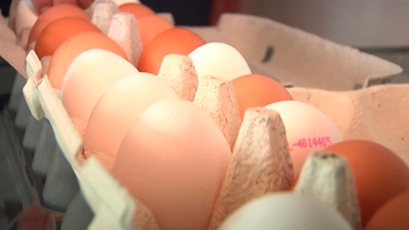 Eier-Rekord in NRW (Foto: SAT.1 NRW)