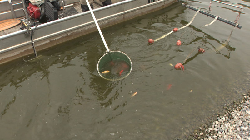 Goldfisch-Problem in Dinslaken (Foto: SAT.1 NRW)