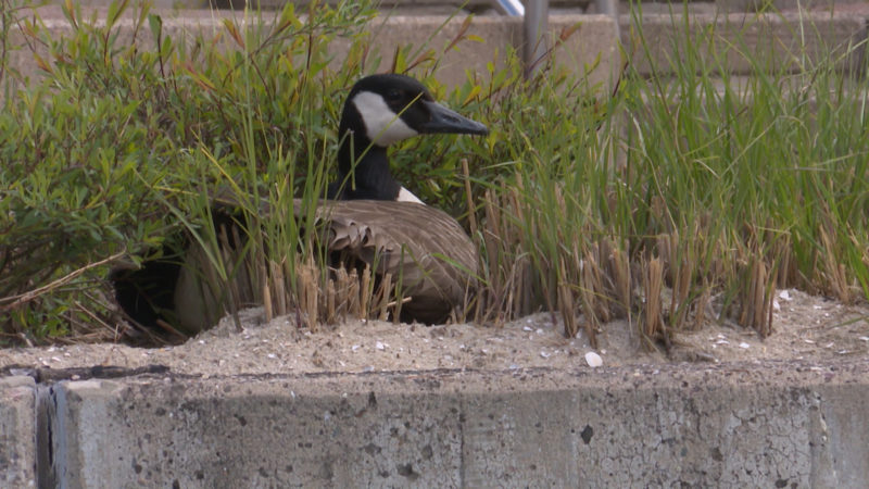 Gans boykottiert Renovierungsarbeiten (Foto: SAT.1 NRW)