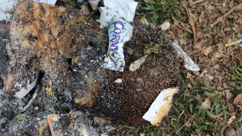 Igel angezündet in Willich (Foto: SAT.1 NRW)