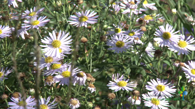 Landesgartenschau 2017 (Foto: SAT.1 NRW)
