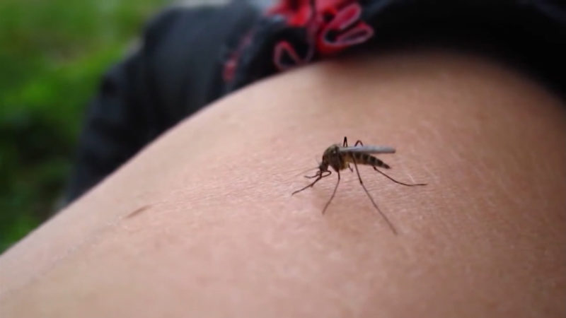 Gefährliche Mücken in NRW (Foto: SAT.1 NRW)