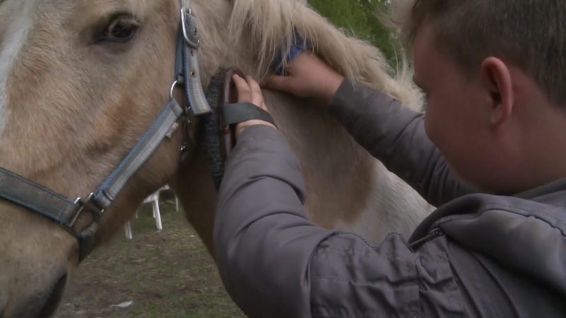 Unbekannter schießt mit Luftgewehr auf Pony (Foto: SAT.1 NRW)