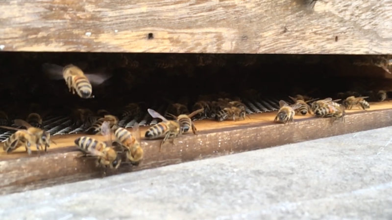 Bienensterben stoppen (Foto: SAT.1 NRW)