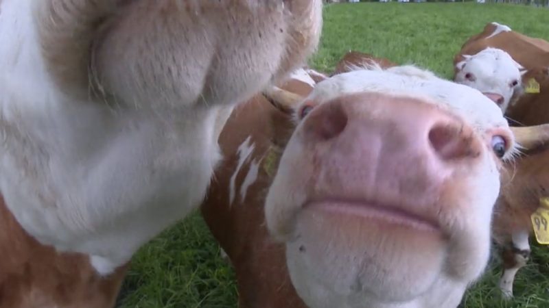 Soziale Landwirtschaft (Foto: SAT.1 NRW)