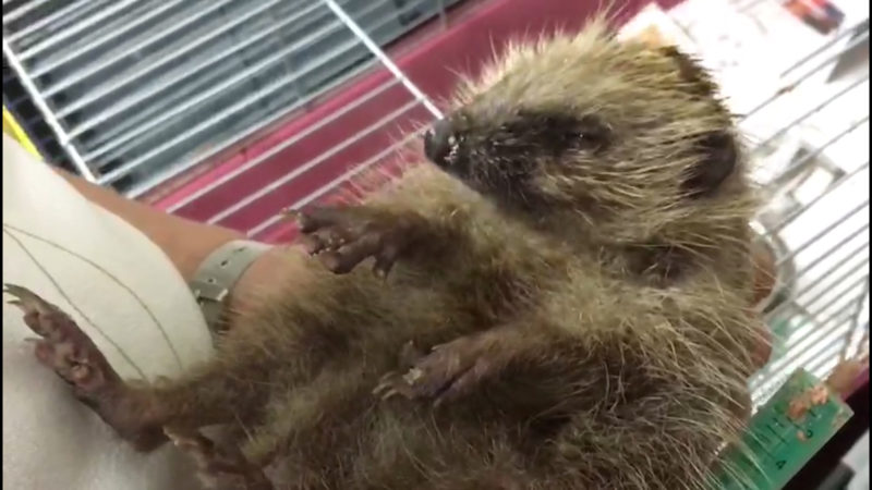 Igel suchen neues Zuhause (Foto: SAT.1 NRW)