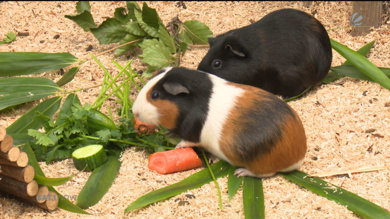 Geklaute Meerschweinchen wieder da (Foto: SAT.1 NRW)