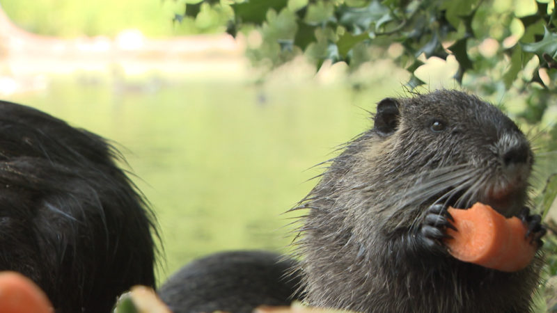 Niederländer jagen Nutrias in NRW (Foto: SAT.1 NRW)