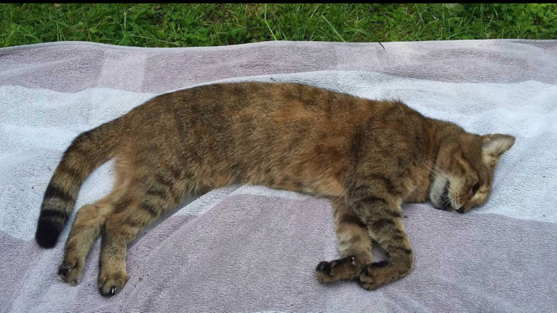 Kinder quälen Katze zu Tode (Foto: SAT.1 NRW)