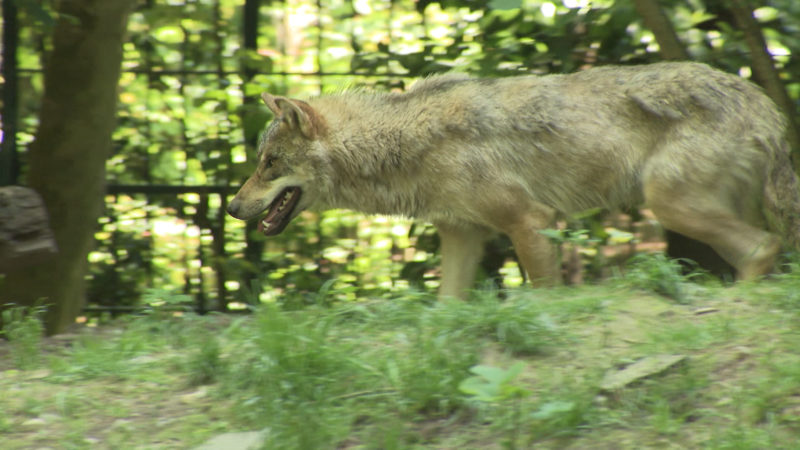 "Die Rückkehr der Wölfe nach NRW" (Foto: SAT.1 NRW)