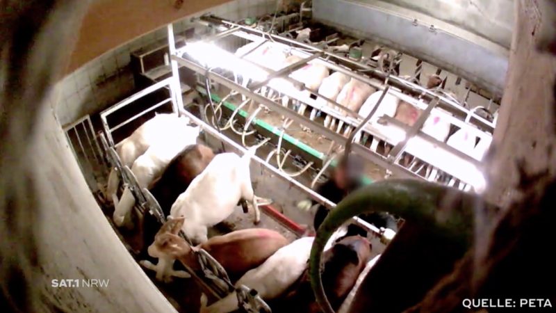 Tierquälerei im Ziegenmilch-Betrieb (Foto: SAT.1 NRW)