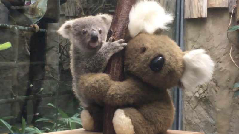 Süsse Koala-Babys im Zoo Duisburg (Foto: SAT.1 NRW)
