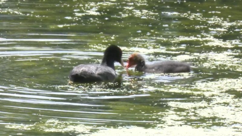 Mysteriöses Entenküken-Verschwinden (Foto: SAT.1 NRW)