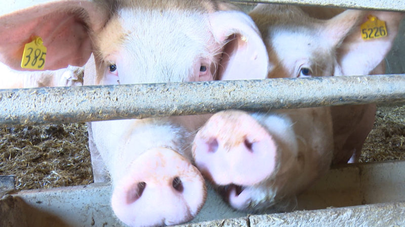 Bauer unterstützt NRW-Landwirtschaftsministerin (Foto: SAT.1 NRW)