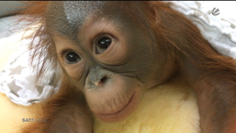 Pflegerin zieht Orang-Utan-Baby per Hand auf (Foto: SAT.1 NRW)