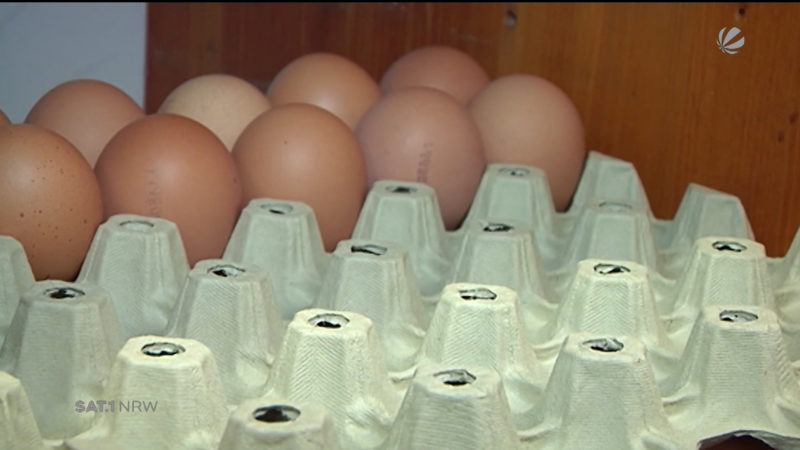 Fipronil-Eier in Gelsenkirchen (Foto: SAT.1 NRW)