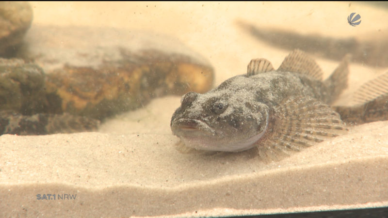 Verkauft ein Lebensmittelgeschäft lebendige Fische? (Foto: SAT.1 NRW)