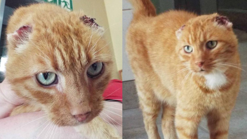 Unbekannter verstümmelt Kater (Foto: SAT.1 NRW)