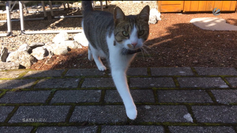 Katzenhalterin erhält Drohbrief (Foto: SAT.1 NRW)