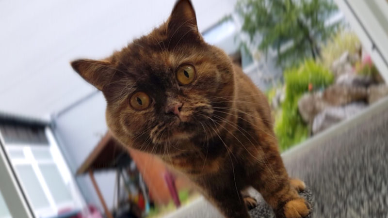 Katzen aus brennender Wohnung gerettet (Foto: SAT.1 NRW)