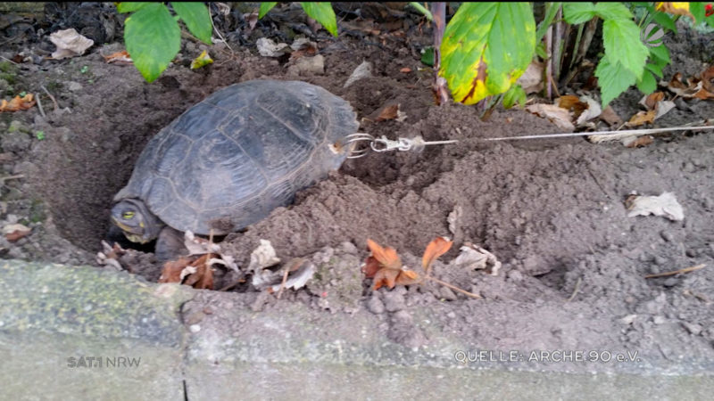 Besitzer legt Schildkröte an die Kette (Foto: SAT.1 NRW)