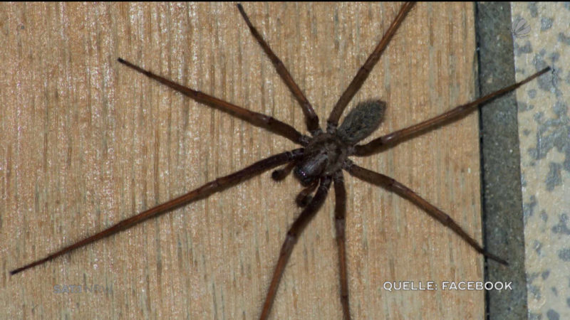 Spinnen-Alarm in NRW (Foto: SAT.1 NRW)