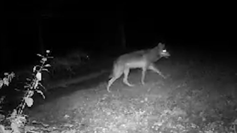 Hier kommt der Wolf (Foto: SAT.1 NRW)