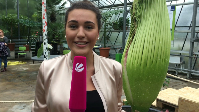 Riesige Stinke-Blume (Foto: SAT.1 NRW)