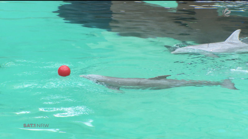Delfinbaby im Duisburger Zoo verstorben (Foto: SAT.1 NRW)