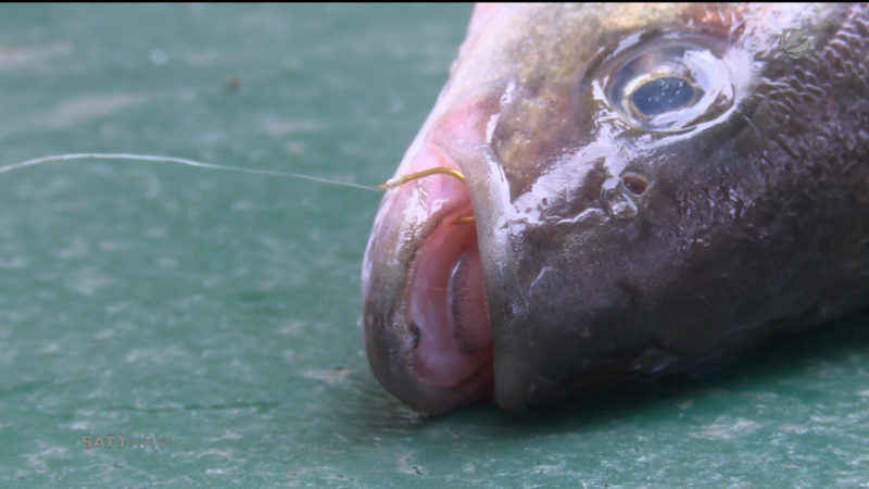 Hoffnung für den Aasee: Es gibt noch Fische (Foto: SAT.1 NRW)