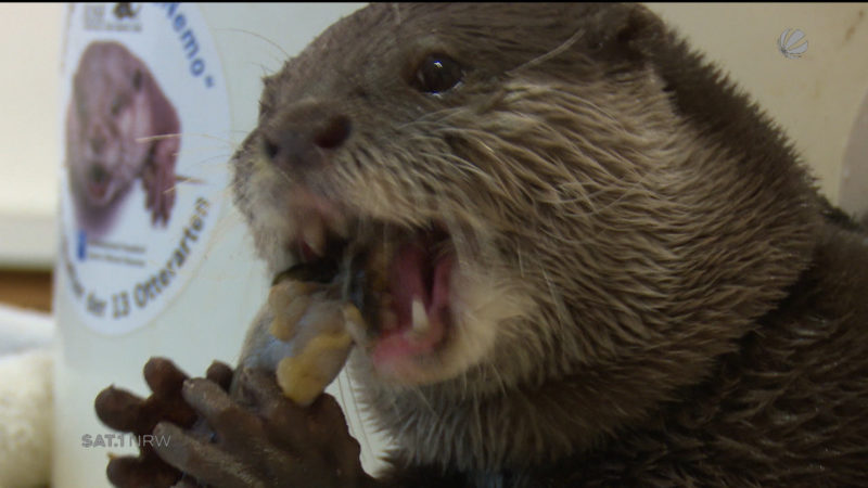 Otter Nemo zu Besuch im Aquazoo Düsseldorf (Foto: SAT.1 NRW)
