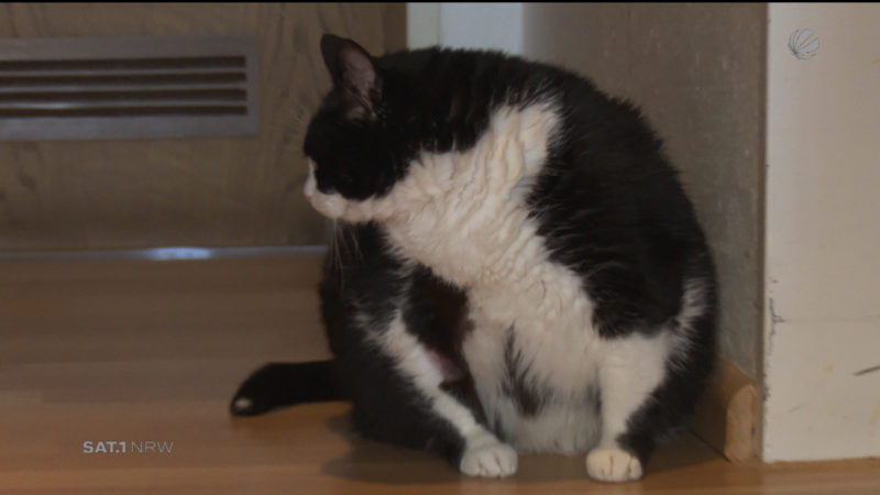 Über 70 cm Bauchumfang: Katze Pummelinchen (Foto: SAT.1 NRW)
